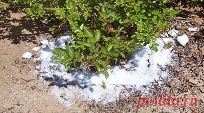 Поваренная соль: универсальное средство для сада и огорода | Журнал 