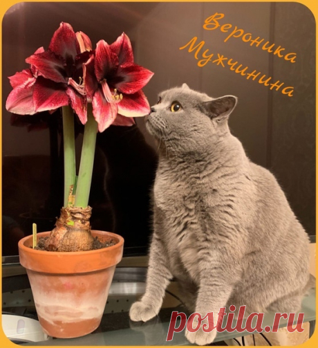 Дафна и Зевс