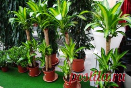 Болезни и вредители комнатных растений Какие болезни и вредители наиболее часто поражают комнатные растения? Какие меры борьбы помогут в отдельных случаях? Ответы на эти вопросы можно найти в данной статье.