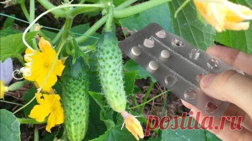 Простая аптечная подкормка для активного роста огурцов. | Огород с Вероникой | Дзен