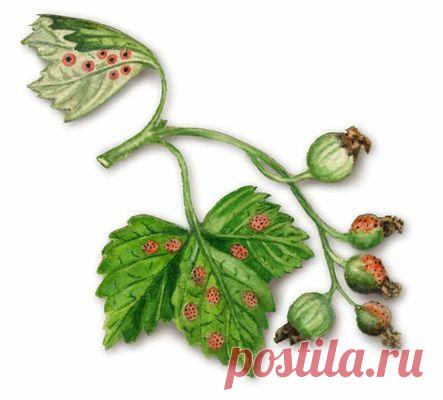 ДАЧНАЯ ФИТОПАТОЛОГИЯ. КАК РЖАВЕЕТ СМОРОДИНА?