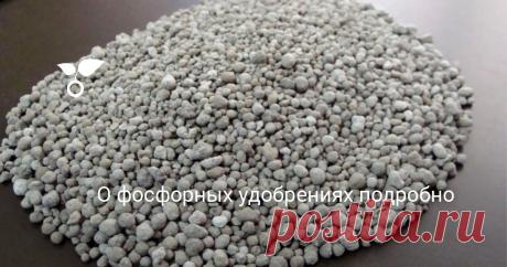О фосфорных удобрениях подробно Фосфор — один важнейших элементов для растительных организмов. Многие несправедливо отдают ему третье место по значимости, однако это не совсем так. В зависимости от выращиваемой культуры требуется различное количество данного удобрения.