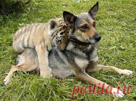 странные парочки