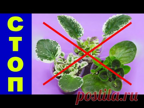 Главные ОШИБКИ  ПРИ УКОРЕНЕНИИ ЧЕРЕНКОВ ФИАЛКИ  Не допускайте этого!