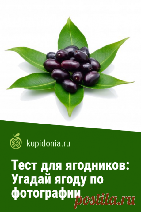 Тест для ягодников: Угадай ягоду по фотографии. Этот тест мы посвятили ягодам, самым вкусным дарам лета. Попробуйте угадать каждую по фотографии и подсказке.