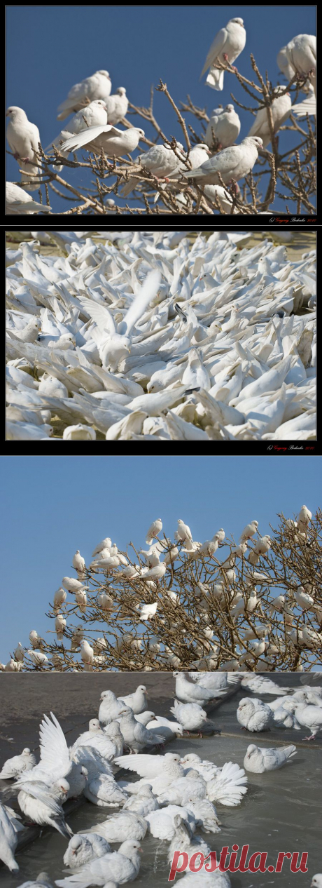 35PHOTO - Григорий Беденко - # Афганистан -2010: белые голуби Мазари-Шарифа #