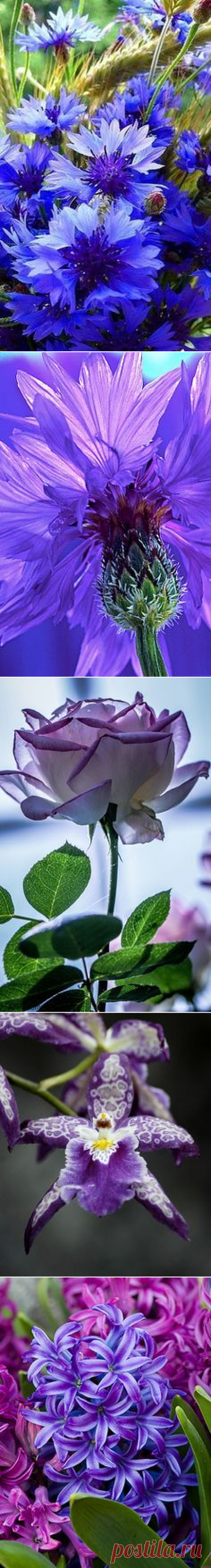 Pinterest • Всемирный каталог идей