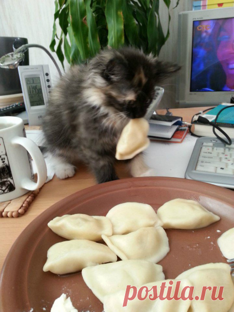 Котомания