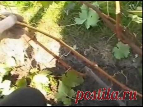 Как обрезать старый куст винограда - часть 2.avi