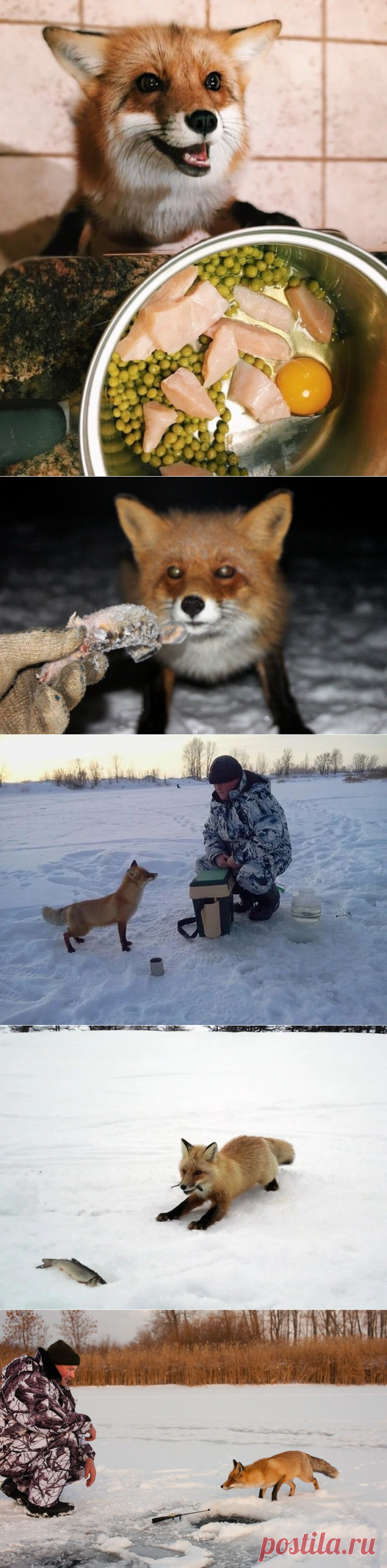 За что лисы любят рыбаков | "Дневник охотника" | Яндекс Дзен