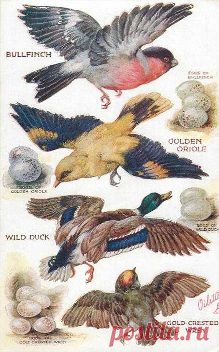 BULLFINCH, GOLDEN ORIOLE, WILD DUCK, GOLD-CRESTED WREN & their eggs - TuckDB Postcards