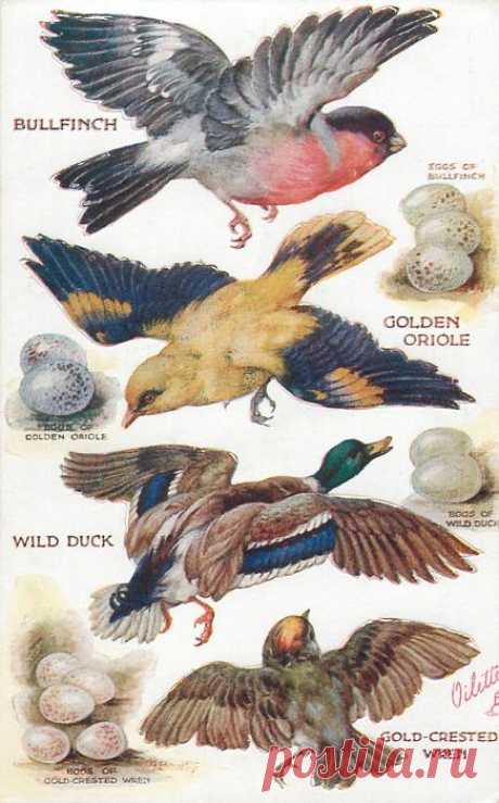 BULLFINCH, GOLDEN ORIOLE, WILD DUCK, GOLD-CRESTED WREN & their eggs - TuckDB Postcards