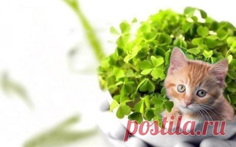 10 растений, которые принесут в ваш дом любовь &#127793;