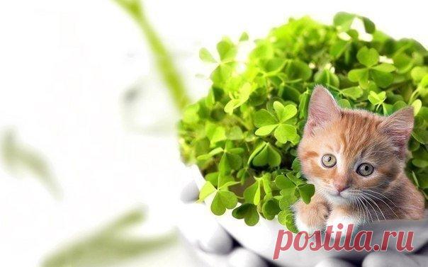 10 растений, которые принесут в ваш дом любовь 🌱