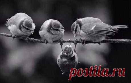 The Boys of Paul Street (@amasya3535) / Twitter