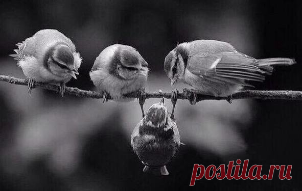 The Boys of Paul Street (@amasya3535) / Twitter