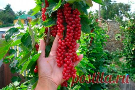 Новый способ выращивания кустов смородины, крыжовника и других - Идеальная хозяйка