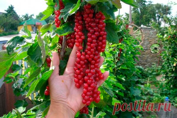 Новый способ выращивания кустов смородины, крыжовника и других - Идеальная хозяйка