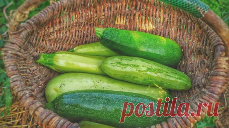 Никогда не горчит и быстро дает плоды: лучший ранний сорт кабачков На маленьких участках выращивать кабачок достаточно сложно, ведь это растение сильно плетется, поэтому ему нужно много места.