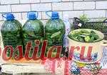 СОЛИМ ОГУРЦЫ В ПЛАСТИКОВЫХ БУТЫЛКАХ