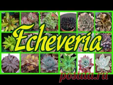 225 TIPOS DE ECHEVERIA