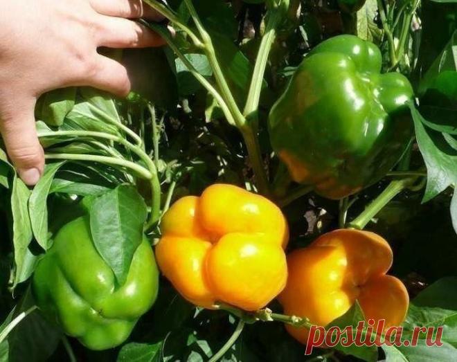 ВЫРАЩИВАНИЕ ПЕРЦА ПО «ЛЕНИВОЙ» ТЕХНОЛОГИИ