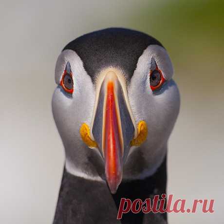 Фарерские острова - зеленые крыши и кровавые традиции. - Мастерок.жж.рф