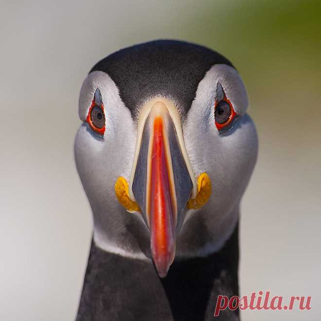 Фарерские острова - зеленые крыши и кровавые традиции. - Мастерок.жж.рф