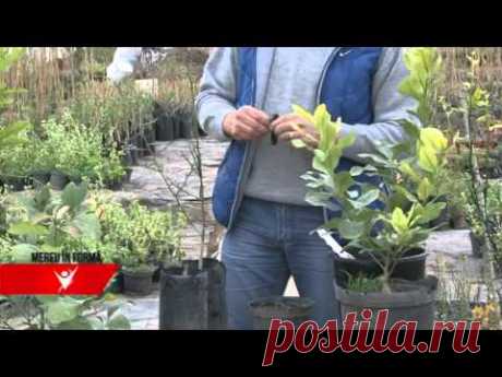 MEREU IN FORMA - Lamaiul, totul despre plantare si intretinere