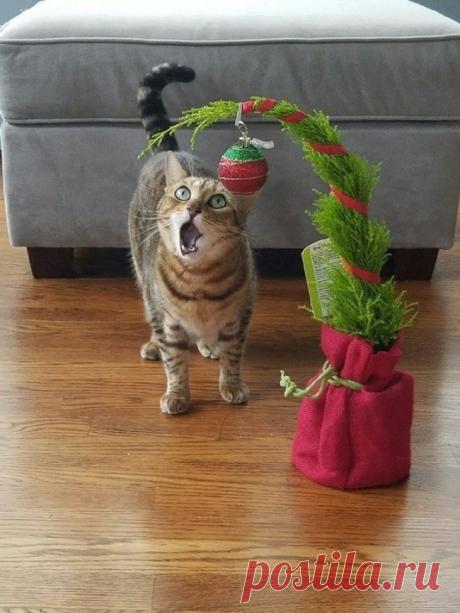 20 бесподобных котов, вступивших в неравный бой с новогодними украшениями 

Каждый хозяин котика знает не понаслышке, что елка, гирлянды и мишура привлекают любимого питомца сильнее всех консервов на свете. То ли пушистики так радуются новогодним украшениям, то ли хотят «на…