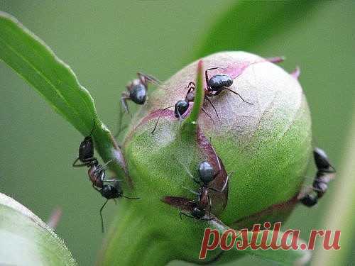 (93) Одноклассники