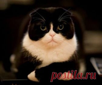 Коты, которым нужно с тобой серьезно поговорить