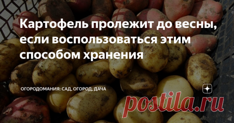 Картофель пролежит до весны, если воспользоваться этим способом хранения Сейчас многие огородники заняты тем, что закладывают свой урожай картофеля на длительное хранение в подвалы и погребы. Но не всегда получается сохранить эти овощи до весны. Но если воспользоваться этим способом, тогда у вас непременно получится это сделать.