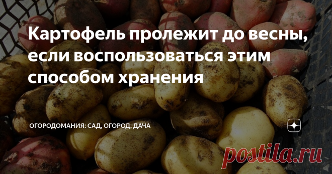 Картофель пролежит до весны, если воспользоваться этим способом хранения Сейчас многие огородники заняты тем, что закладывают свой урожай картофеля на длительное хранение в подвалы и погребы. Но не всегда получается сохранить эти овощи до весны. Но если воспользоваться этим способом, тогда у вас непременно получится это сделать.