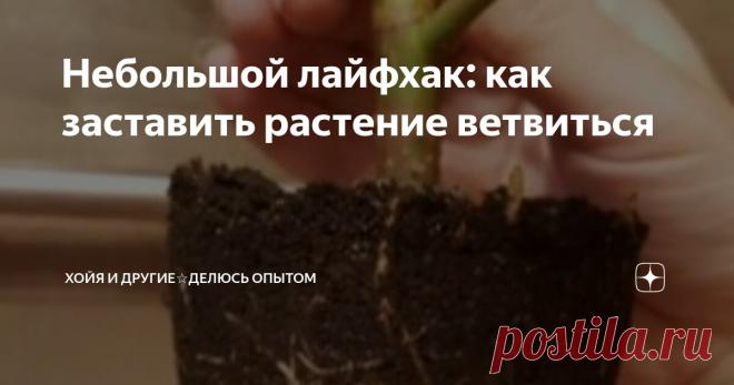 Небольшой лайфхак: как заставить растение ветвиться Статья автора «ХоЙя и другие☆Делюсь опытом» в Дзене ✍:  Многие наши растения расстраивают нас тем, что растут в один ствол, не кустятся, не ветвятся, выглядят 