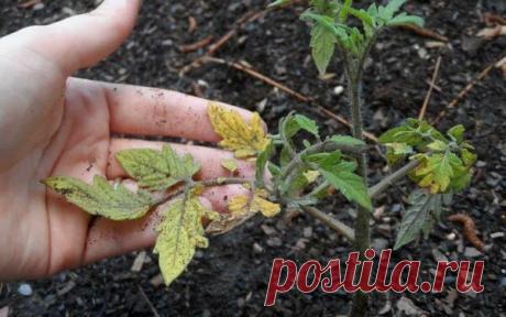 Чем полить томаты, если у них желтеют листья. Объясняю, какие срочные меры я сразу предпринимаю | Уральский Садовод | Яндекс Дзен