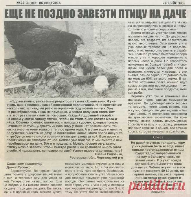 Еще не поздно завезти птицу на даче