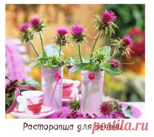 Расторопша для печени - Блог о красоте и здоровье