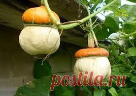 Плодовитые лианы | sadok33.ru