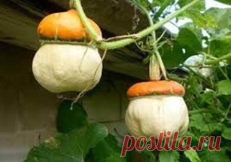 Плодовитые лианы | sadok33.ru