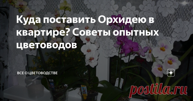 Куда поставить Орхидею в квартире? Советы опытных цветоводов Если в вашем доме появилось уникальное растение с таинственным названием Фаленопсис, ему необходимо выбрать самое лучшее место. Этот цветок требует особых условий, о которых сегодня я вам расскажу.