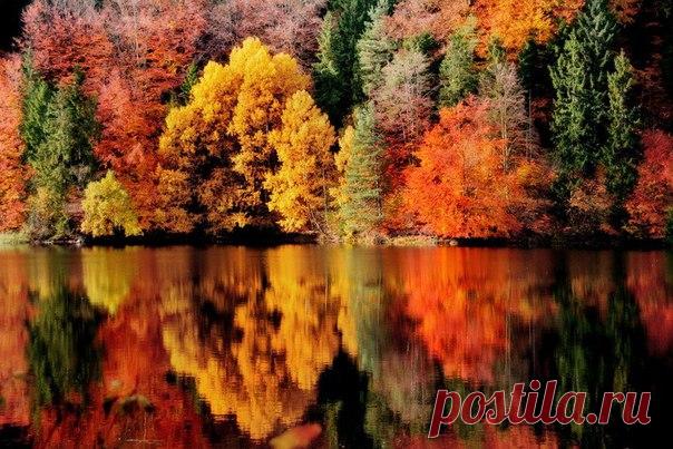 Автор: Irene Weiss