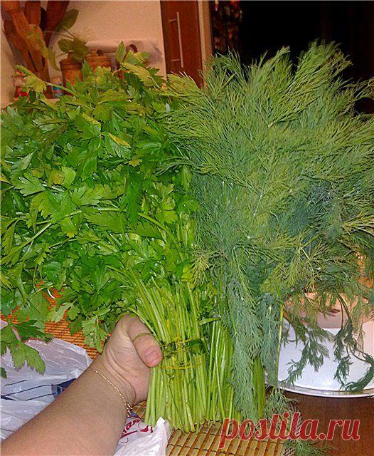 Как сохранить свежую зелень