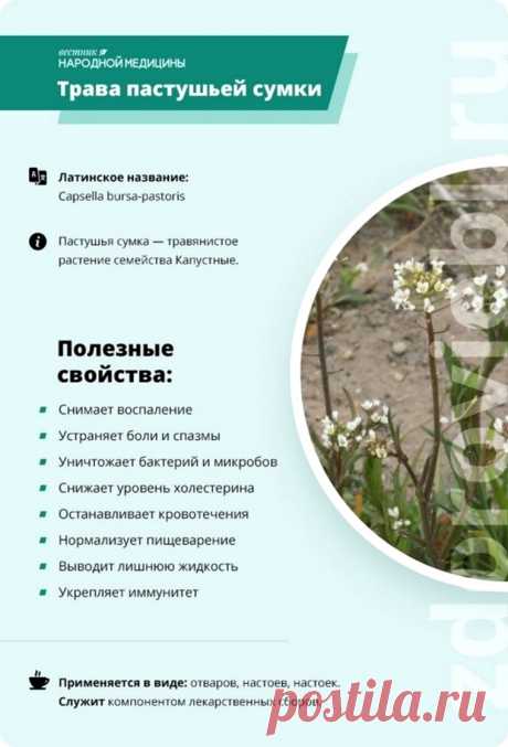 Трава пастушьей сумки