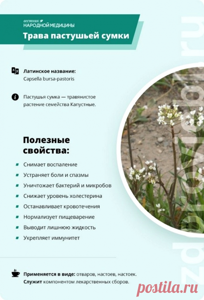 Трава пастушьей сумки
