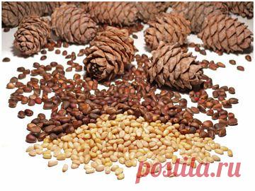 Кедровые орешки в народной медицине.