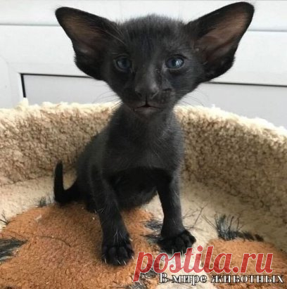 Лeтучий котыш!