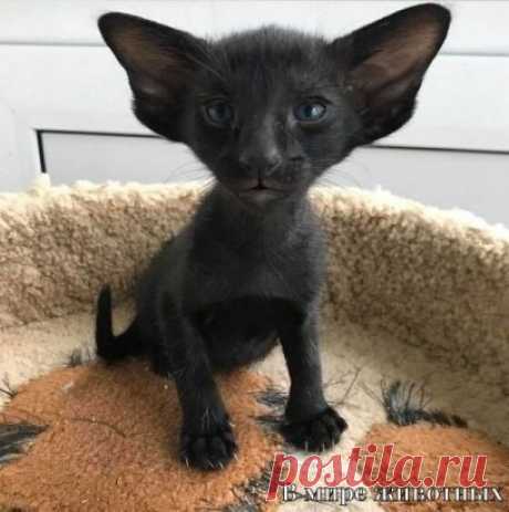 Лeтучий котыш!