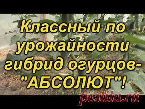 Огурцы 