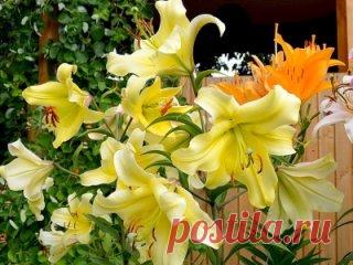 ПОДКОРМКА ЛИЛИЙ
Если розы – королевы сада, то лилии – герцогини. Но чтобы получить обильное цветение, не обойтись без подкормок.
Удобрение лилий при посадке
Если почва, в которую предстоит сажать луковицы, отдохнувшая, плодородная, гумусная, то предпосадочное удобрение можно не вносить. В остальных случаях почву придется удобрять. Какое удобрение выбрать − зависит от предпочтений хозяина сада.
Лилии любят органику (исключение − свежий навоз, который нельзя вносить ни в коем случае). Норма в